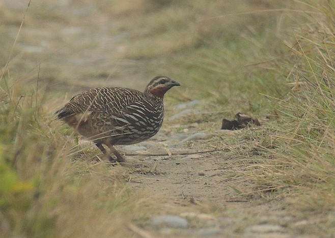 Swamp Francolin - Amit Bandekar