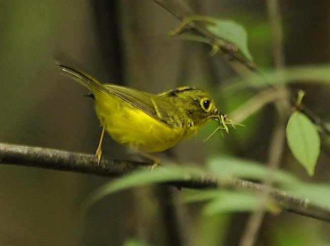 Bianchi's Warbler - ML377483781