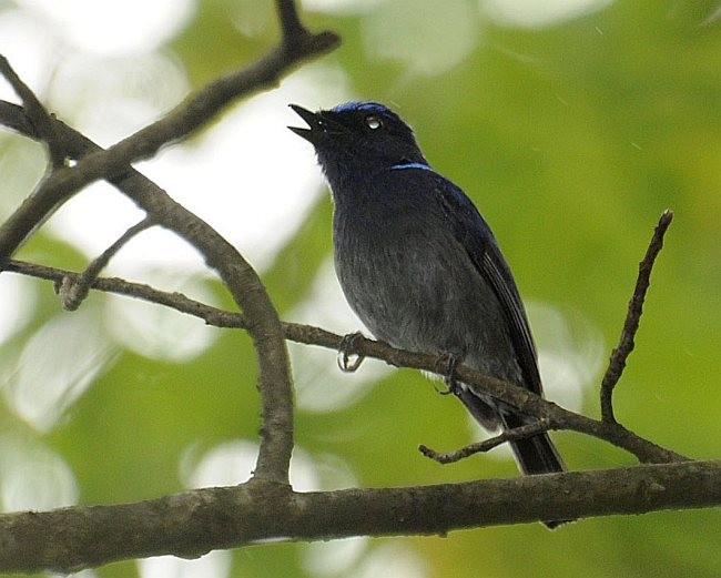 Feenblauschnäpper - ML377483881