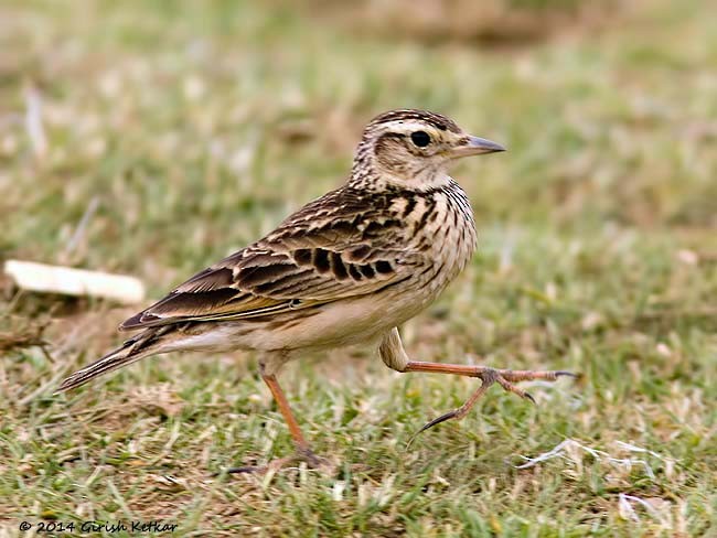 Oriental Skylark - ML377484461