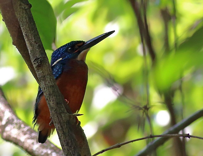 Blue-eared Kingfisher - ML377484881
