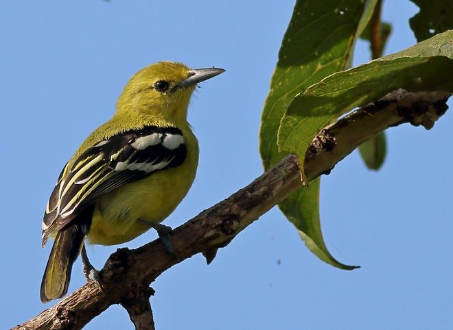 Common Iora - ML377484901
