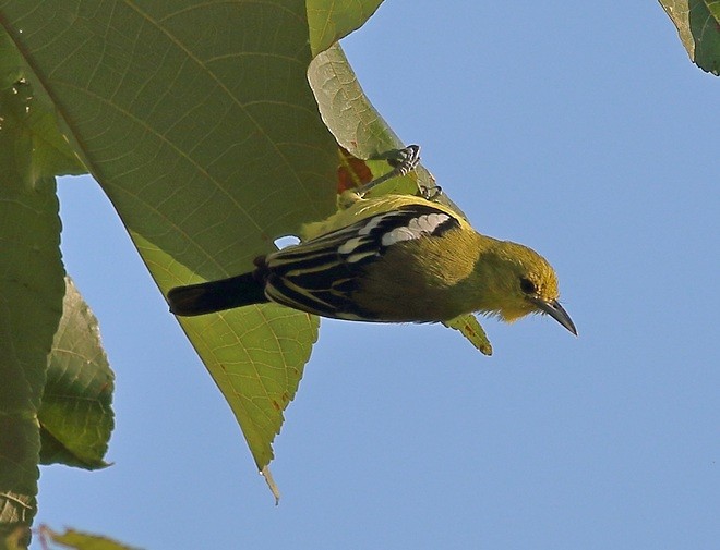 Common Iora - ML377484911