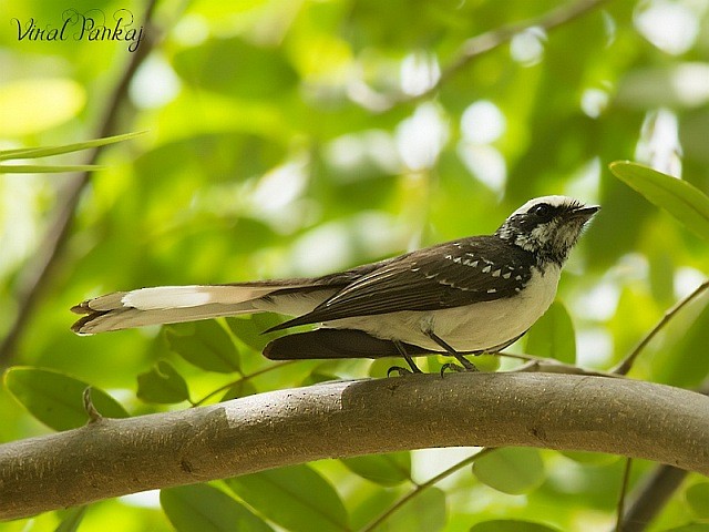 White-browed Fantail - ML377485051