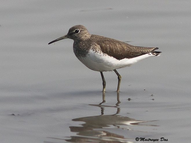 Green Sandpiper - Maitreyee Das