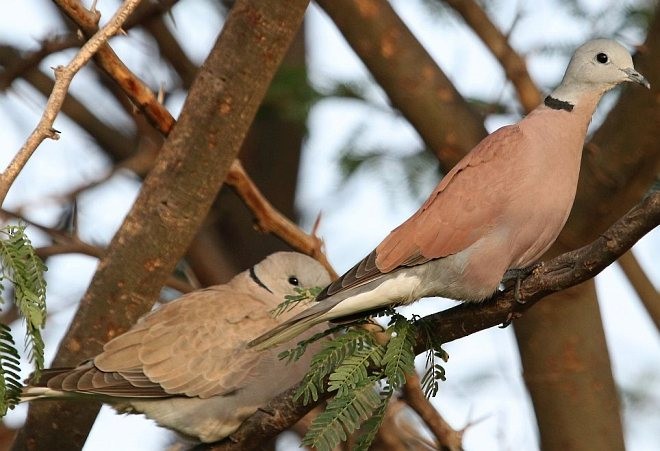 Red Collared-Dove - ML377485281