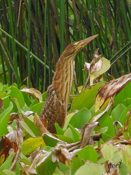 Cinnamon Bittern - ML377485371