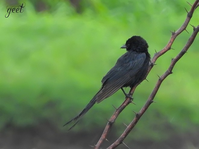 Black Drongo - ML377485391