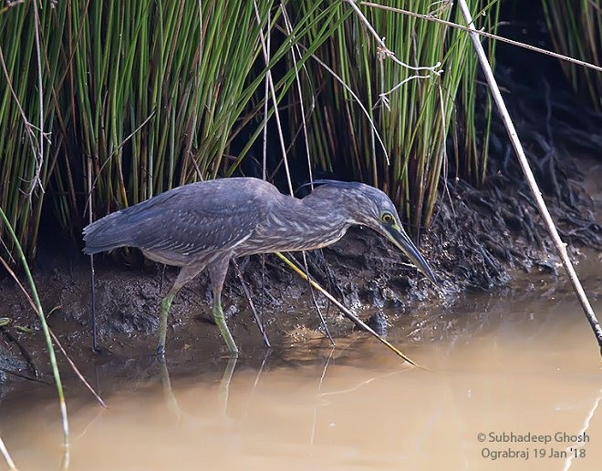 Striated Heron (Old World) - ML377485451