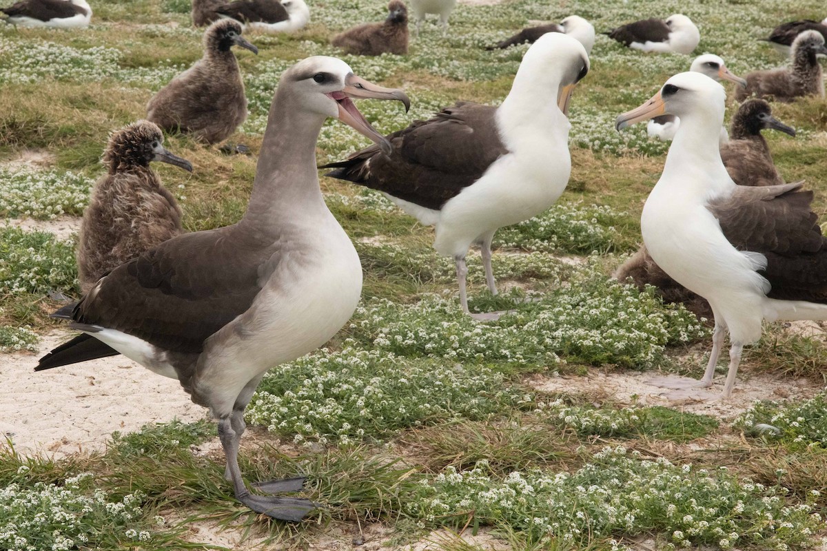 Laysan x Black-footed Albatross (hybrid) - ML377485691