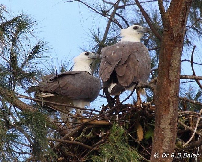 White-bellied Sea-Eagle - ML377485711