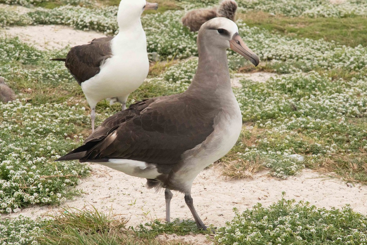 Laysan x Black-footed Albatross (hybrid) - ML377485741