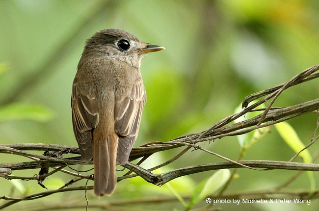 Brown-breasted Flycatcher - ML377486191