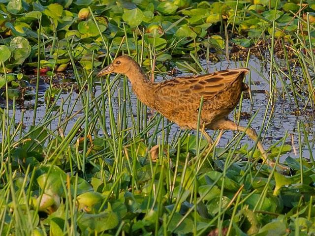 Watercock - Sumit  Sengupta