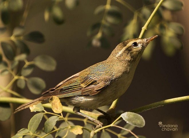 Greenish Warbler - ML377488001