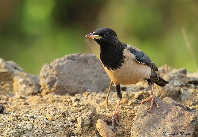 Rosy Starling - ML377488091