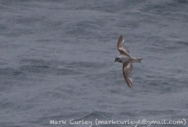 Fork-tailed Storm-Petrel - ML377488551