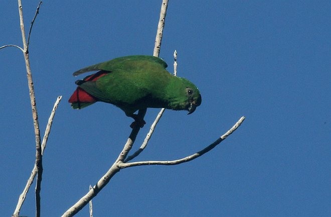 Sangihe Hanging-Parrot - ML377488641