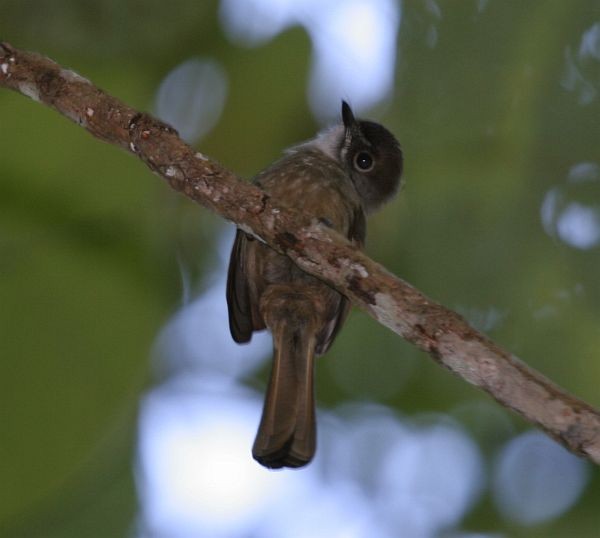 Brown-capped Fantail - James Eaton