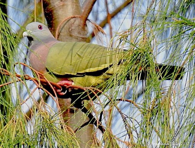 Pembe Boyunlu Yeşil Güvercin - ML377489501