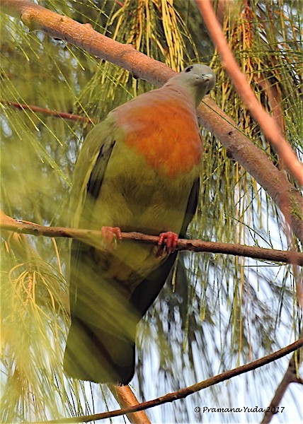Pink-necked Green-Pigeon - Pramana Yuda