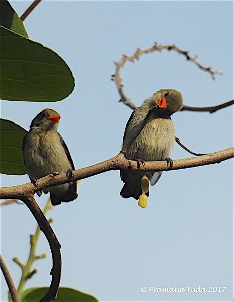 Scarlet-headed Flowerpecker - Pramana Yuda