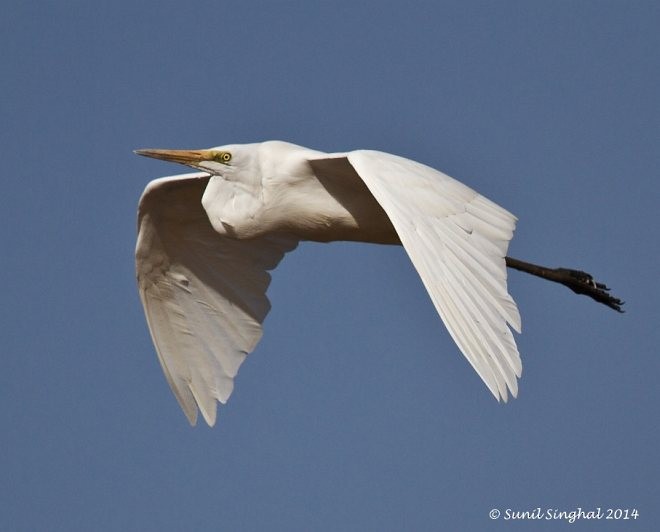 Great Egret (modesta) - Sunil Singhal