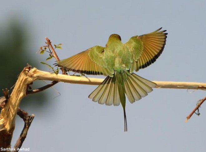 Asian Green Bee-eater - ML377489631