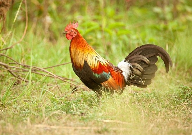 Red Junglefowl - VIKRAM TIWARI