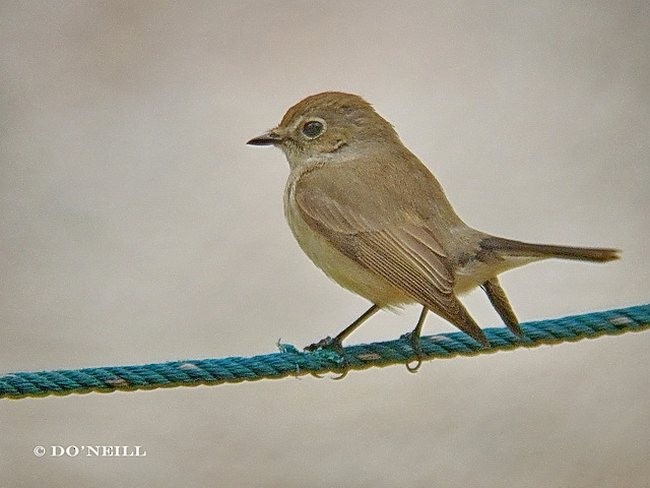 Taiga Flycatcher - ML377490111