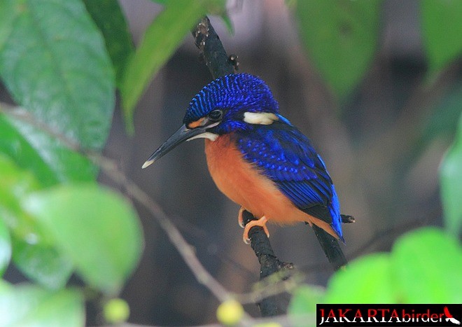 Blue-eared Kingfisher - ML377490441