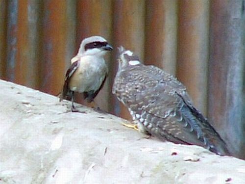 Common Cuckoo - ML377490791