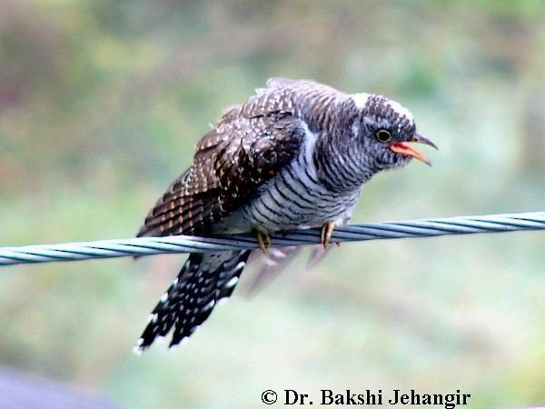 Common Cuckoo - ML377490801