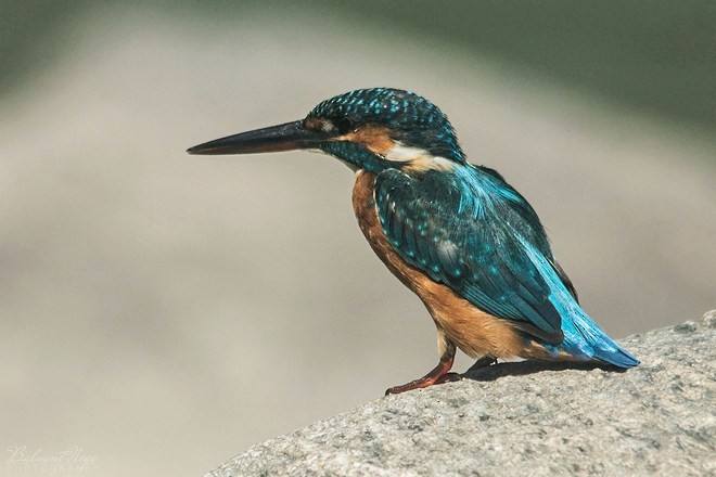 Common Kingfisher - ML377492131