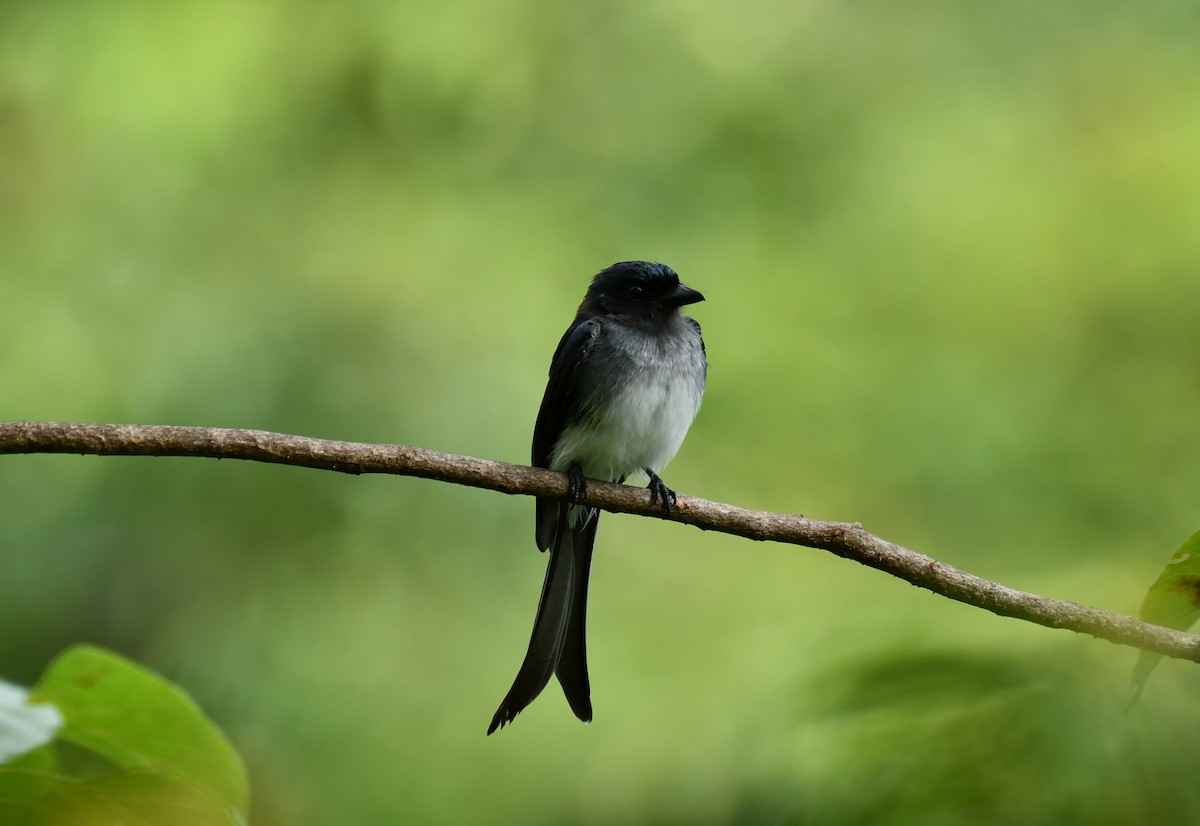 White-bellied Drongo - ML377492611