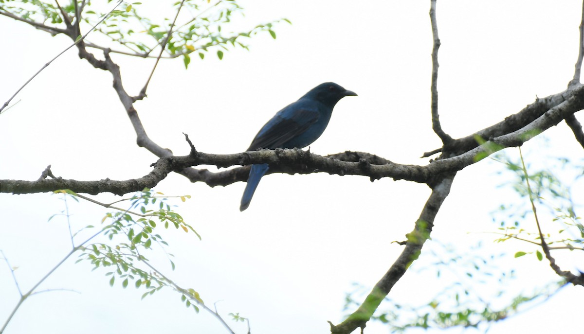 Asian Fairy-bluebird - ML377492811