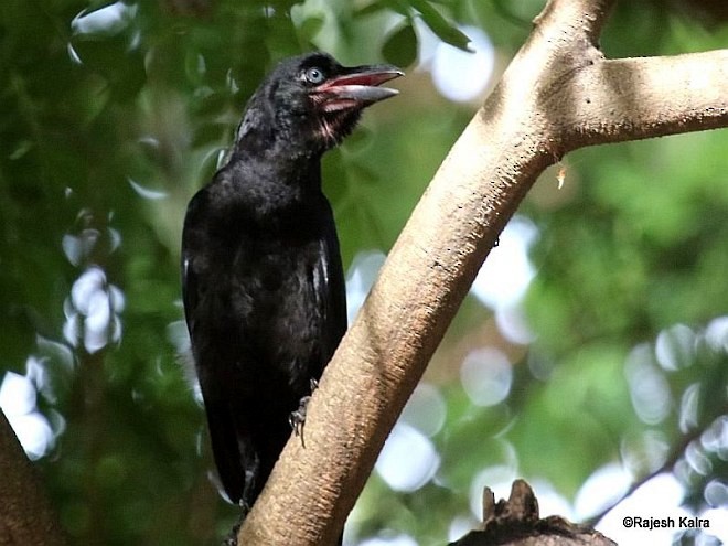 Large-billed Crow (Indian Jungle) - Rajesh Kalra