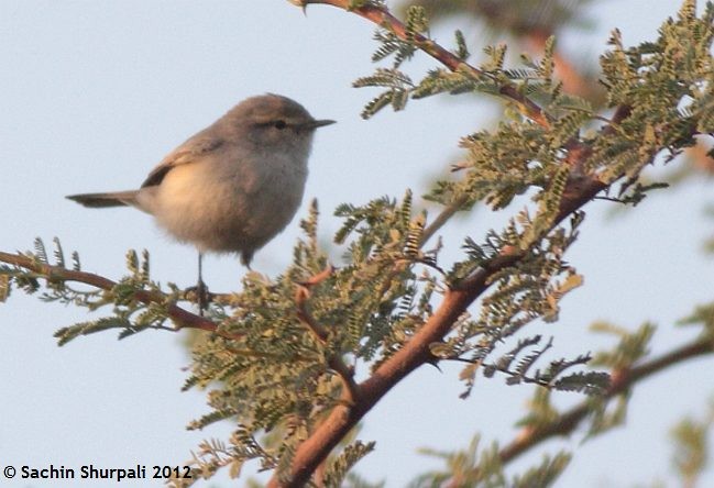 Plain Leaf Warbler - ML377493771