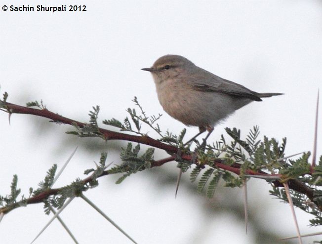 Plain Leaf Warbler - ML377493991