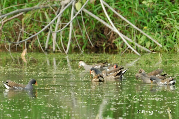 Eurasian Moorhen - ML377494011