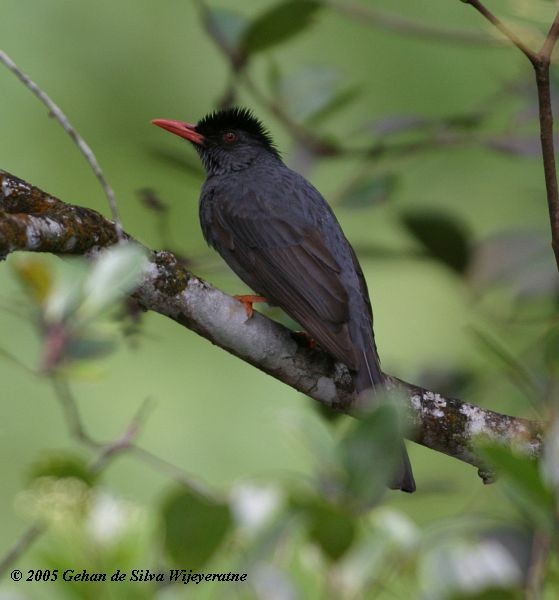 Square-tailed Bulbul (Sri Lanka) - ML377494161