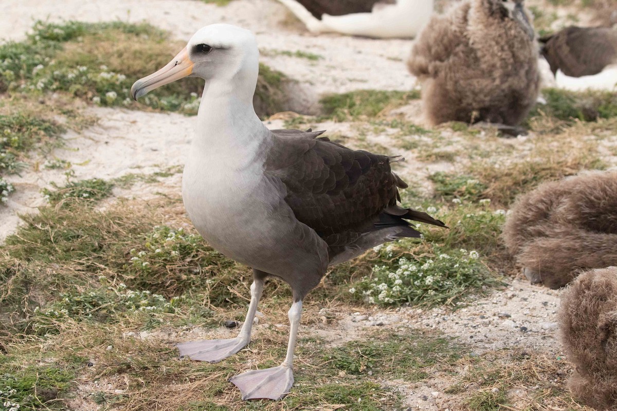 Laysan x Black-footed Albatross (hybrid) - ML377495751