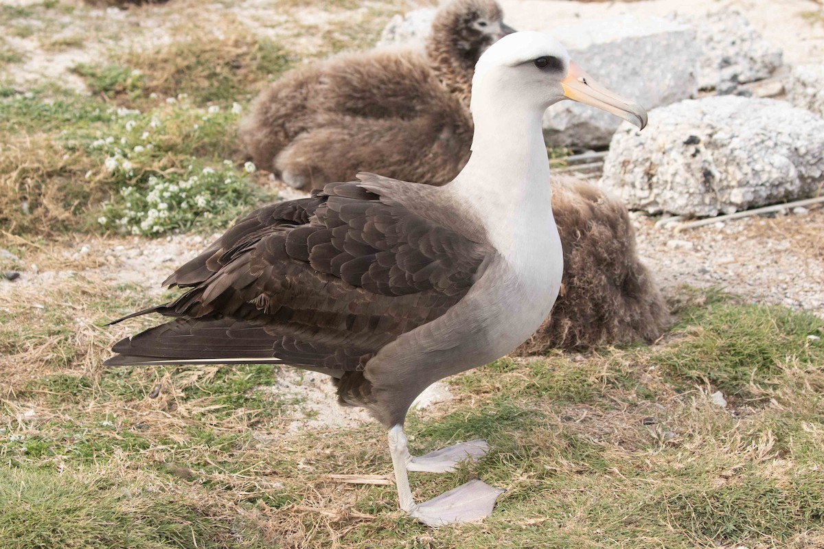 Laysan x Black-footed Albatross (hybrid) - ML377495821