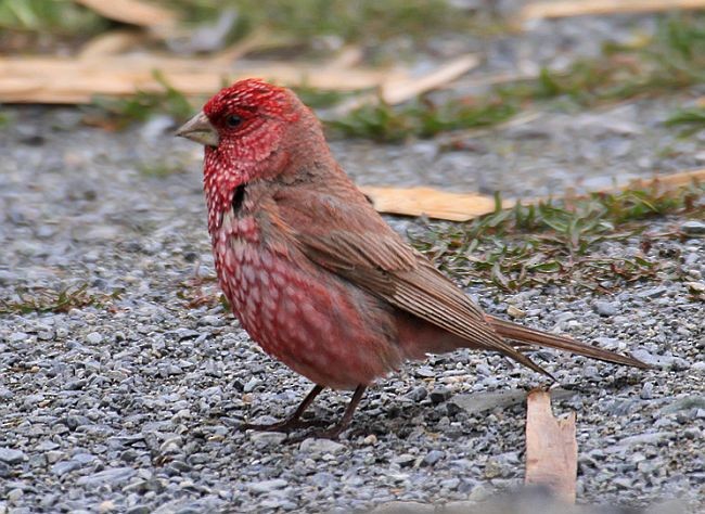 Great Rosefinch (Spotted) - ML377496091