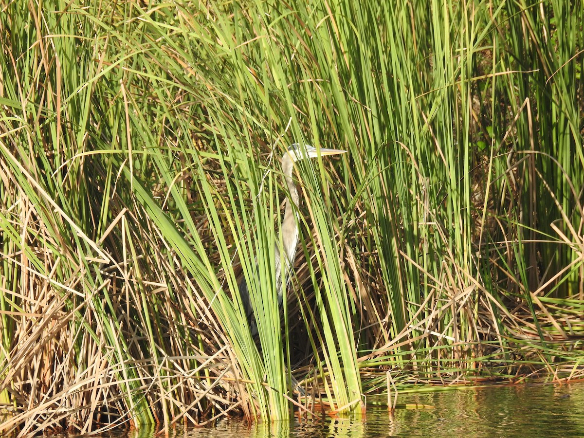 Great Blue Heron - ML37749611