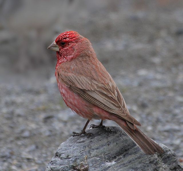 Great Rosefinch (Spotted) - ML377496121