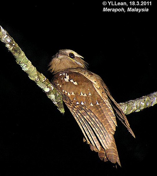 Large Frogmouth - ML377496341