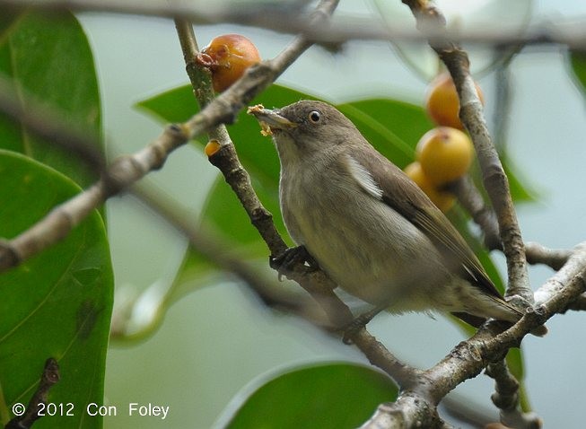 Brown-backed Flowerpecker - Con Foley