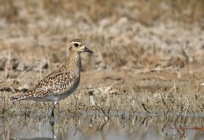 Chorlito Dorado Siberiano - ML377496701