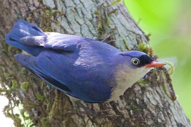 Velvet-fronted Nuthatch - ML377496791